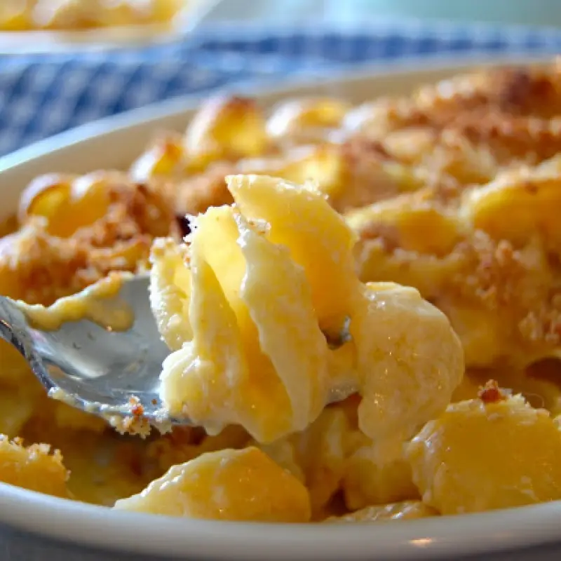 Shell Macaroni And Cheese