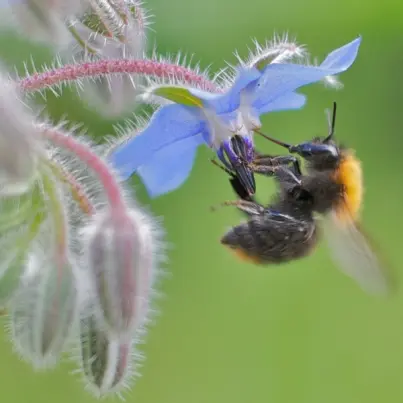 The Amazing Health Benefits of Royal Jelly