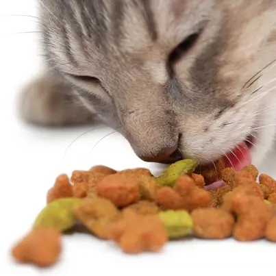 Homemade Cat Food Recipe - Safe and Delicious