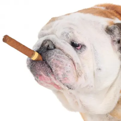 Cancer Diet For Dogs - Are There Certain Foods That Can Slow Cancer in Dogs?