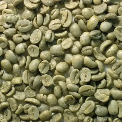 The Miracle Fat Loss Power of Green Coffee Bean Extract