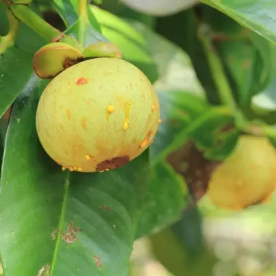 Garcinia Pills for Weight Loss, Lose Weight With Zero Effort